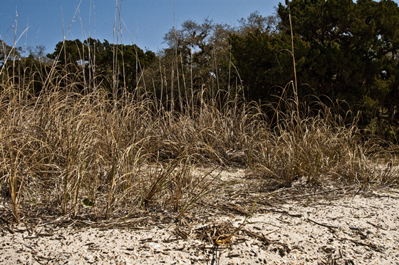 Sea oats Sea oats