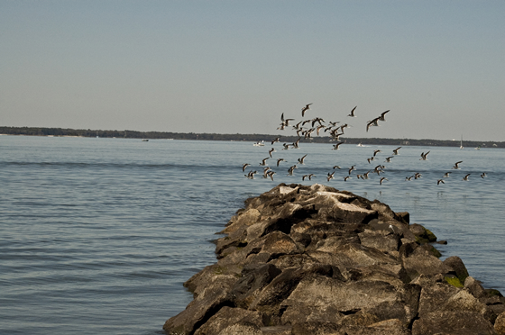 Amelia River Amelia River